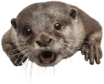 Otter
